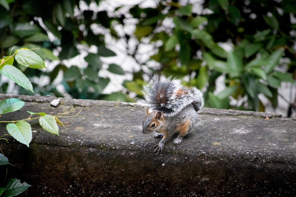 a squirrel is sitting on a concrete ledge