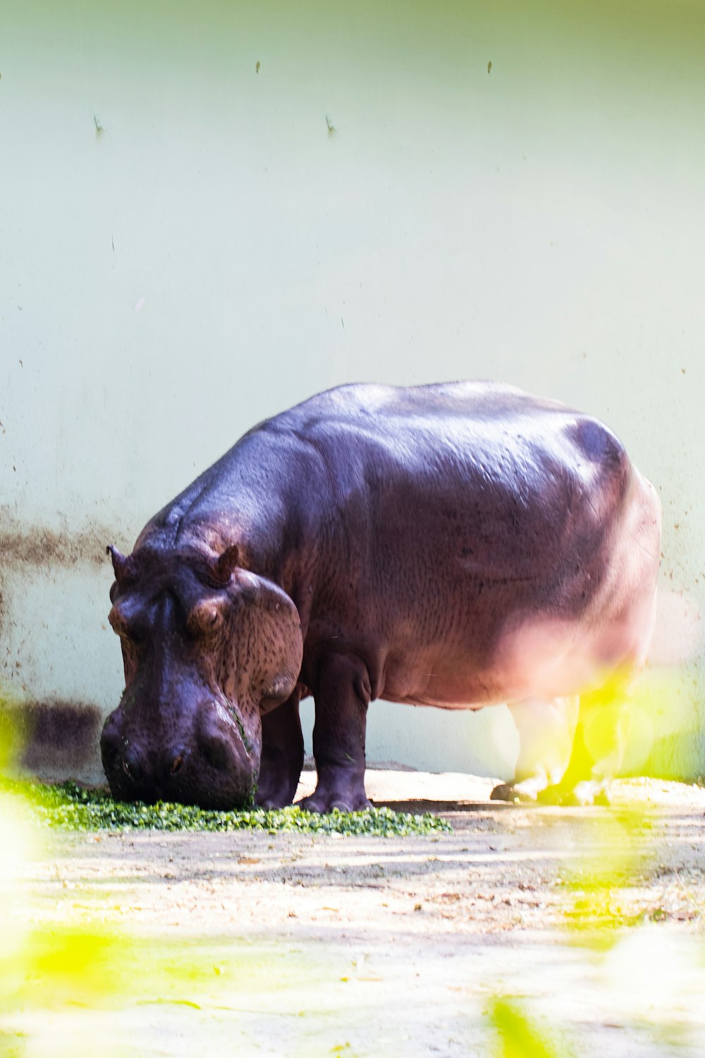 Un hipopótamo en el recinto de un zoológico comiendo hierba