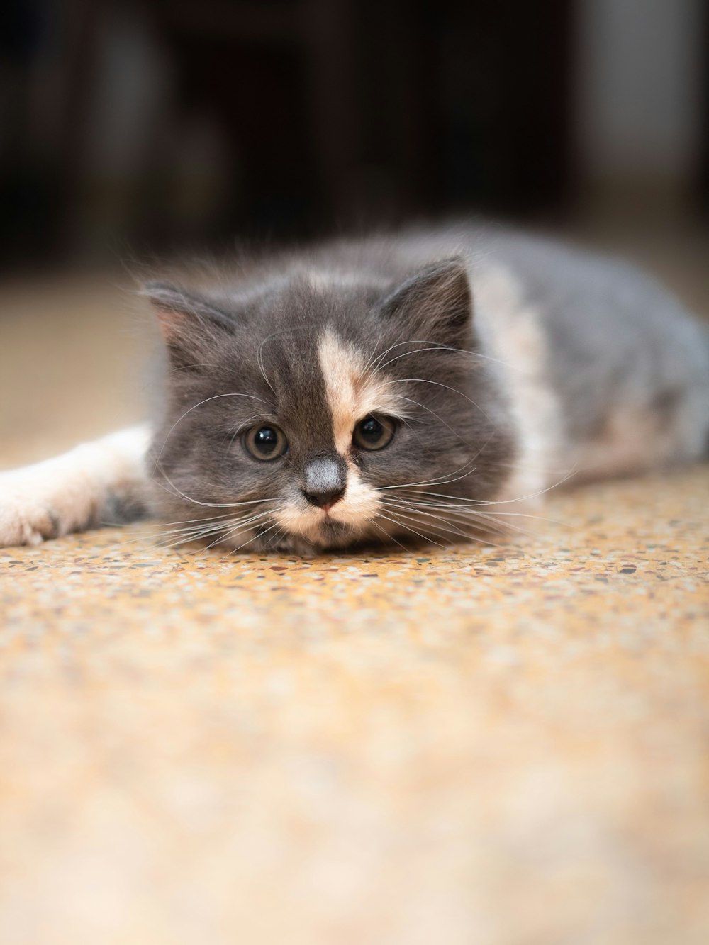 a cat laying on the floor looking at the camera