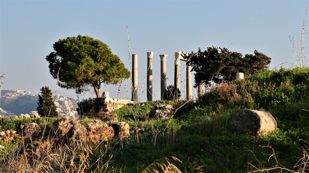 a group of trees sitting on top of a lush green hillside