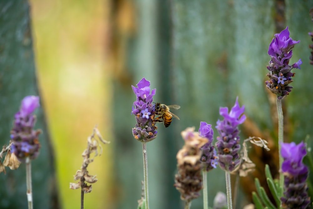 a close up of a bunch of flowers with a bee on it