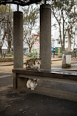 Two cats are in a park setting, with one sitting on top of a wooden bench and the other underneath. The bench is supported by large concrete columns. The area is surrounded by trees and pathways, suggesting an urban park environment.