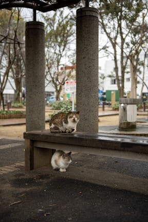 Two cats are in a park setting, with one sitting on top of a wooden bench and the other underneath. The bench is supported by large concrete columns. The area is surrounded by trees and pathways, suggesting an urban park environment.