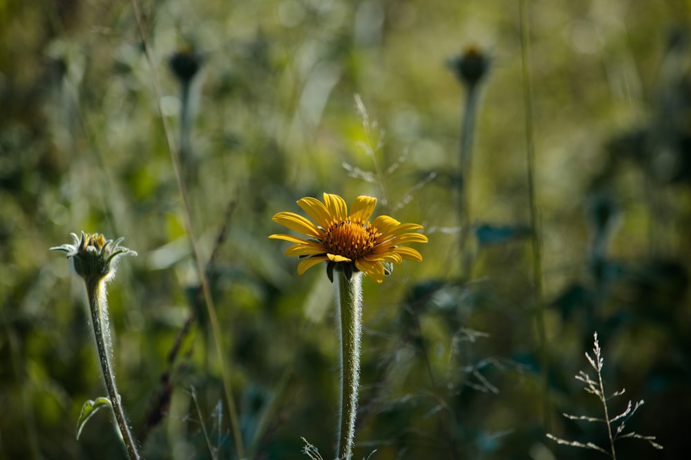 a single yellow flower in a field of grass