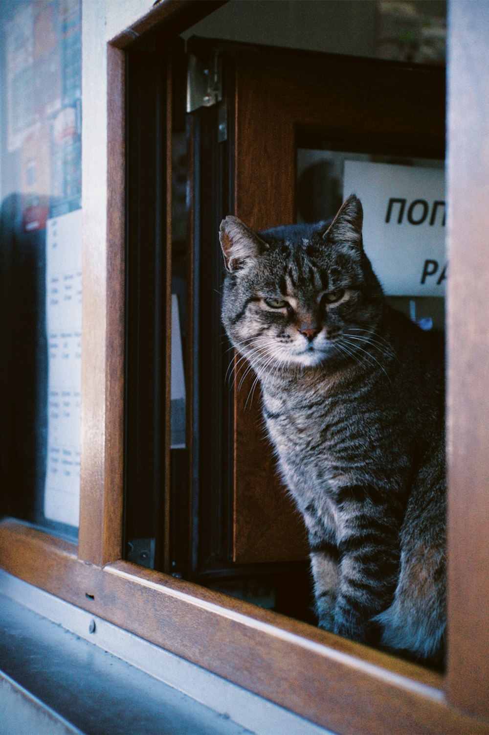 um gato está sentado em um peitoril da janela