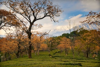 a view of a tea plantation with mountains in the background