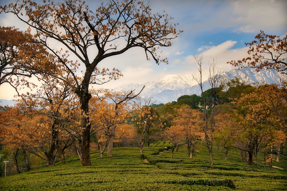 a view of a tea plantation with mountains in the background