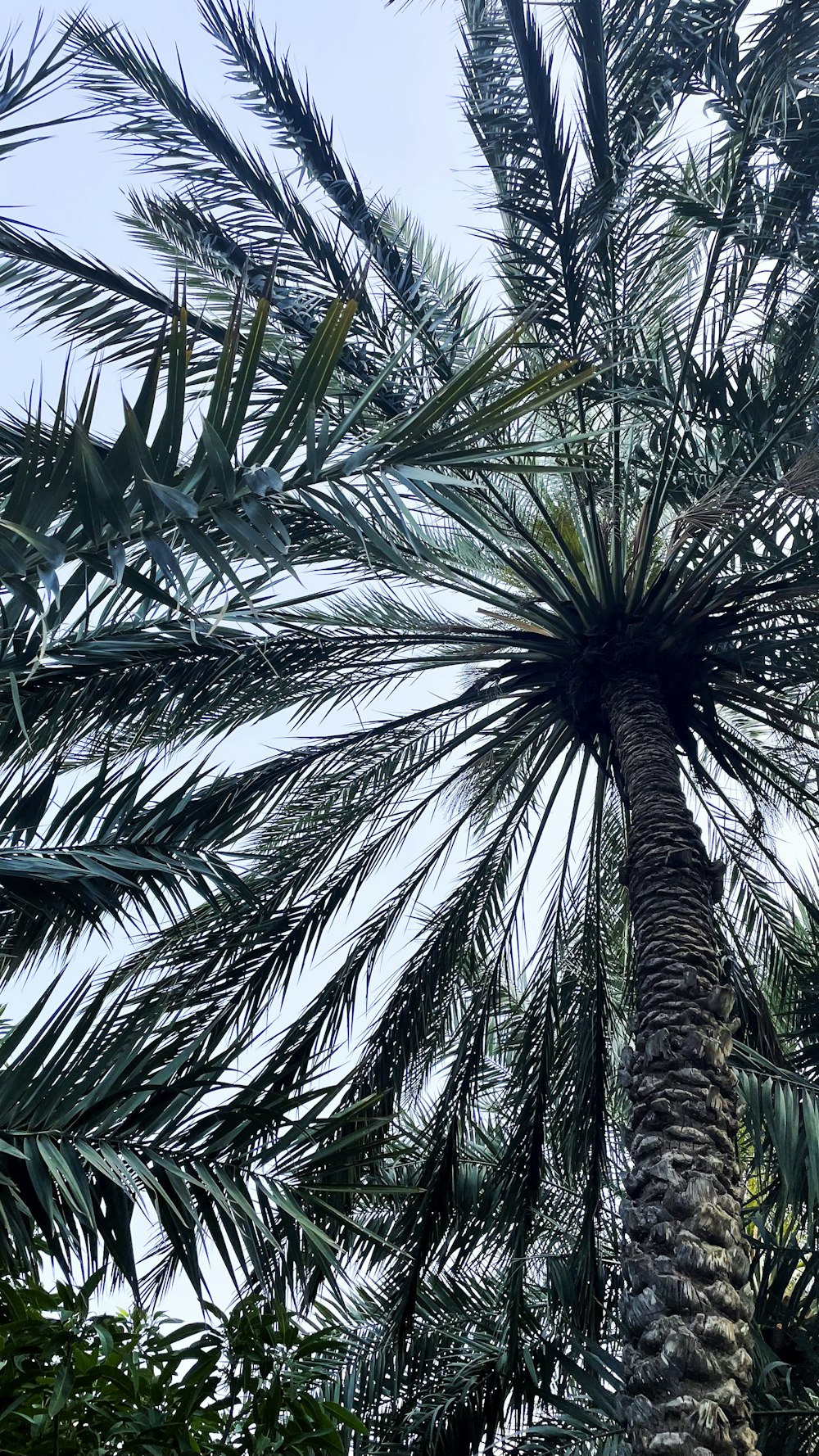 a tall palm tree with lots of leaves