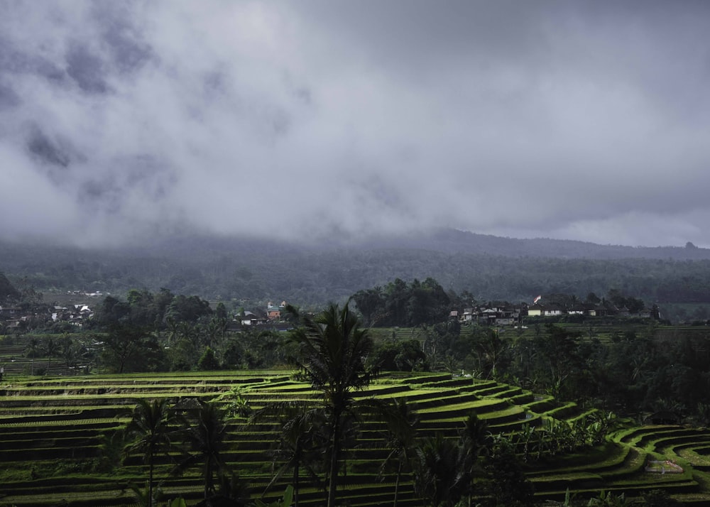 a lush green hillside covered in lots of trees