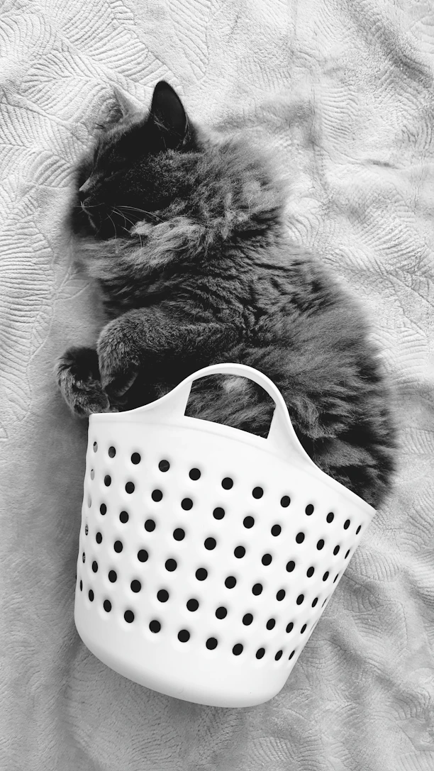 a black and white photo of a cat laying in a laundry basket