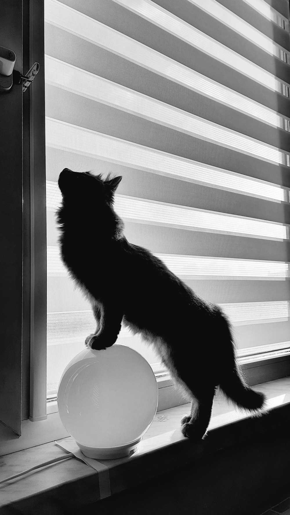 a black and white photo of a cat on a window sill