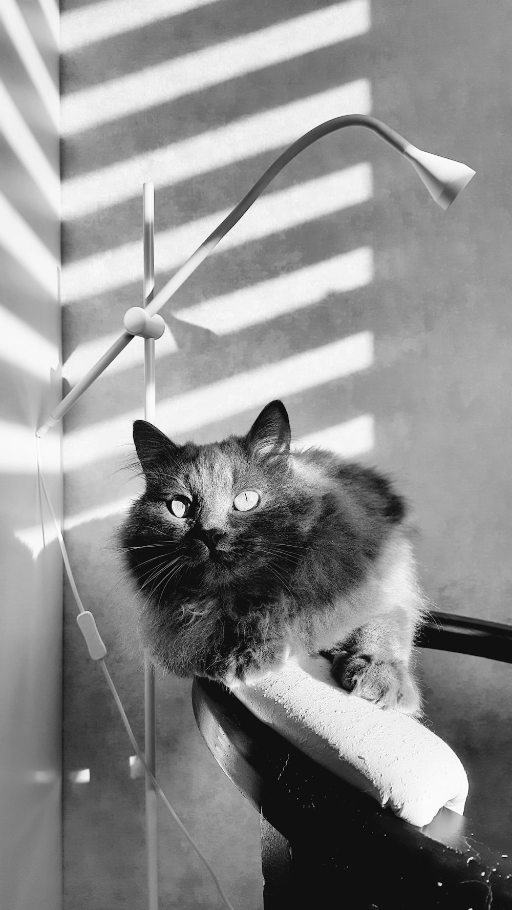 椅子に座っている猫の白黒写真