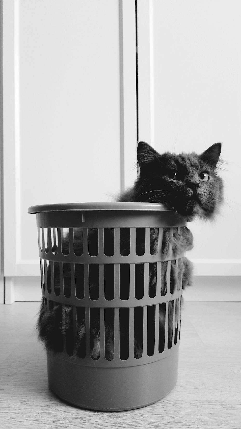 a black and white photo of a cat in a laundry basket