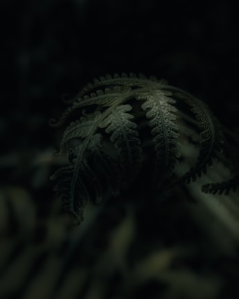 Delicate fern fronds casting shadows on a soft sage green wall.