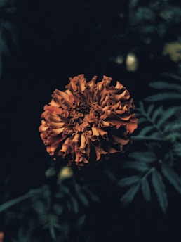 a large orange flower sitting on top of a lush green field