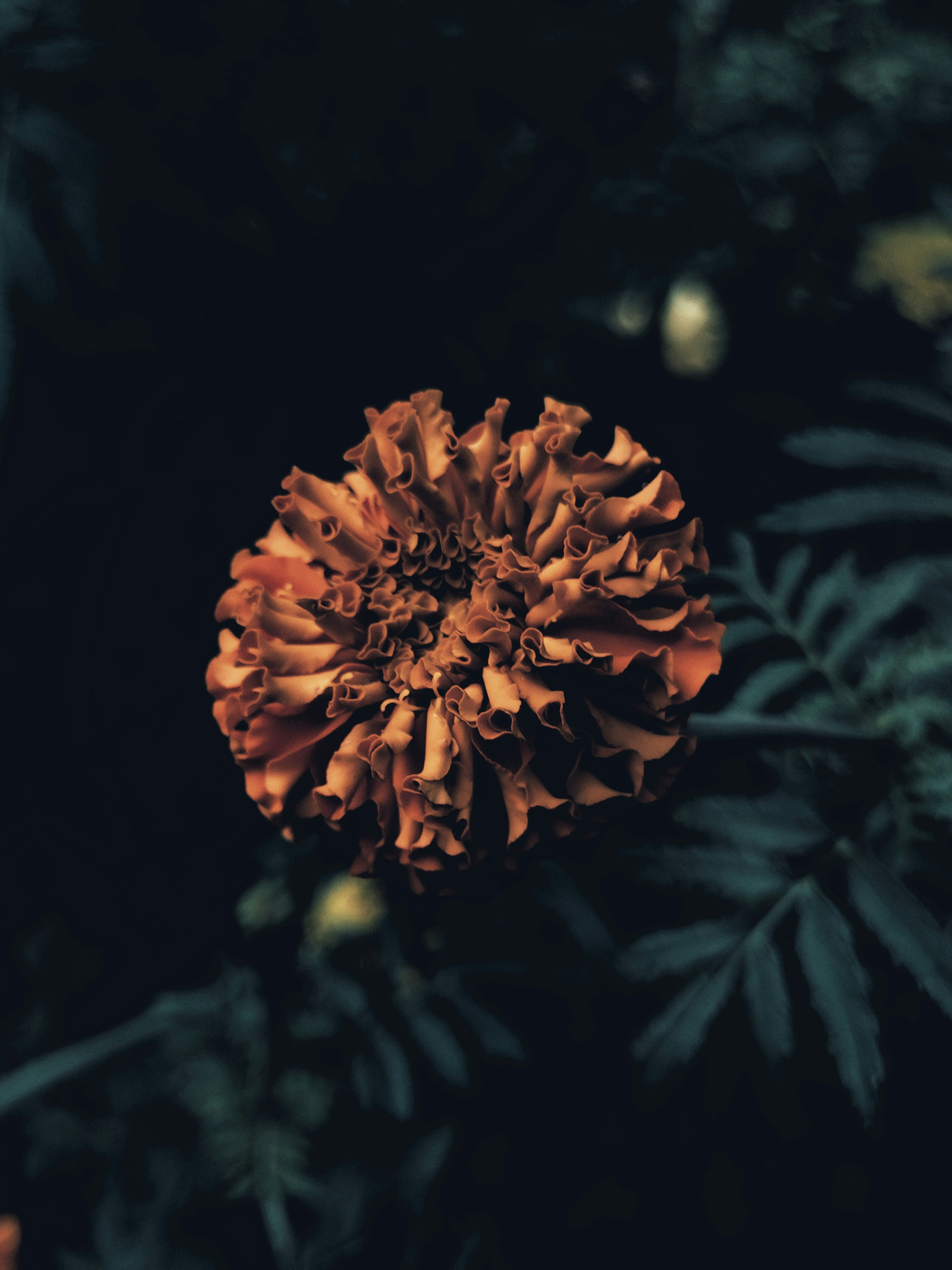 photo-1679038620927-7565416b61d0?ixid=M3wxMjA3fDB8MXxzZWFyY2h8MjB8fHZpdGFzZWFsfGVufDB8fHx8MTc1NzgxODU0NXww\u0026ixlib=rb-4.1.0