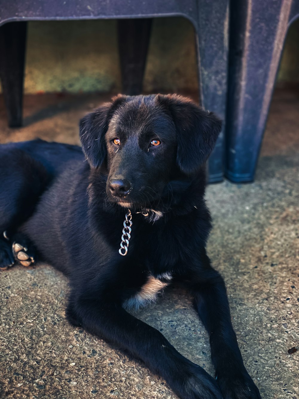 a black dog laying on the ground next to a chair