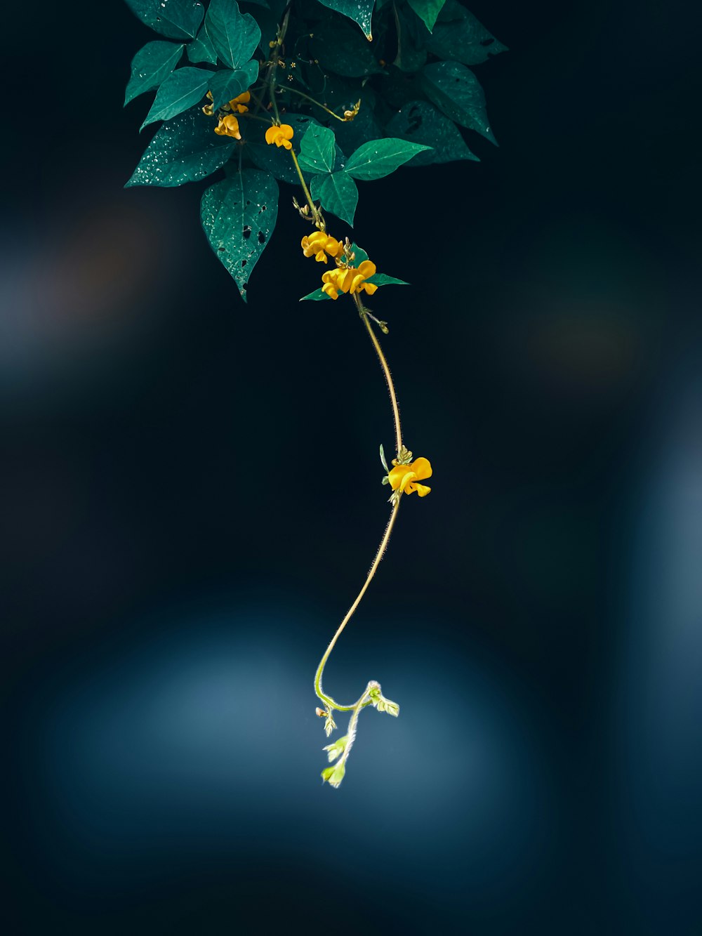 a plant with yellow flowers and green leaves