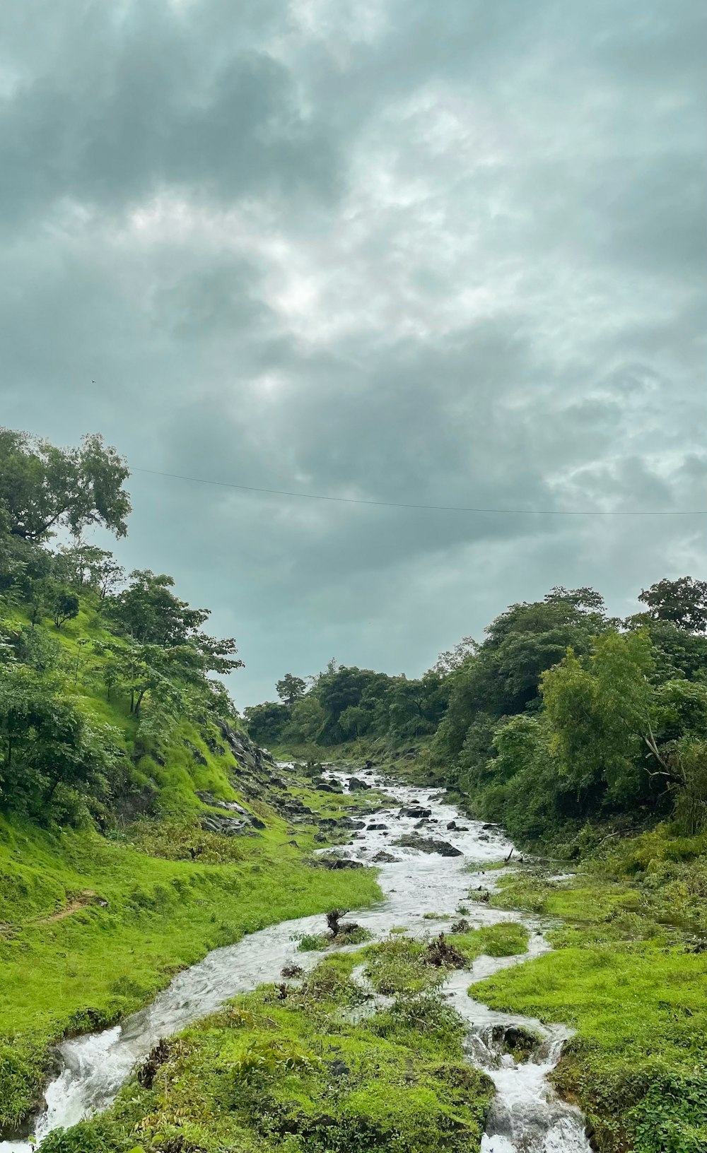 a stream running through a lush green forest