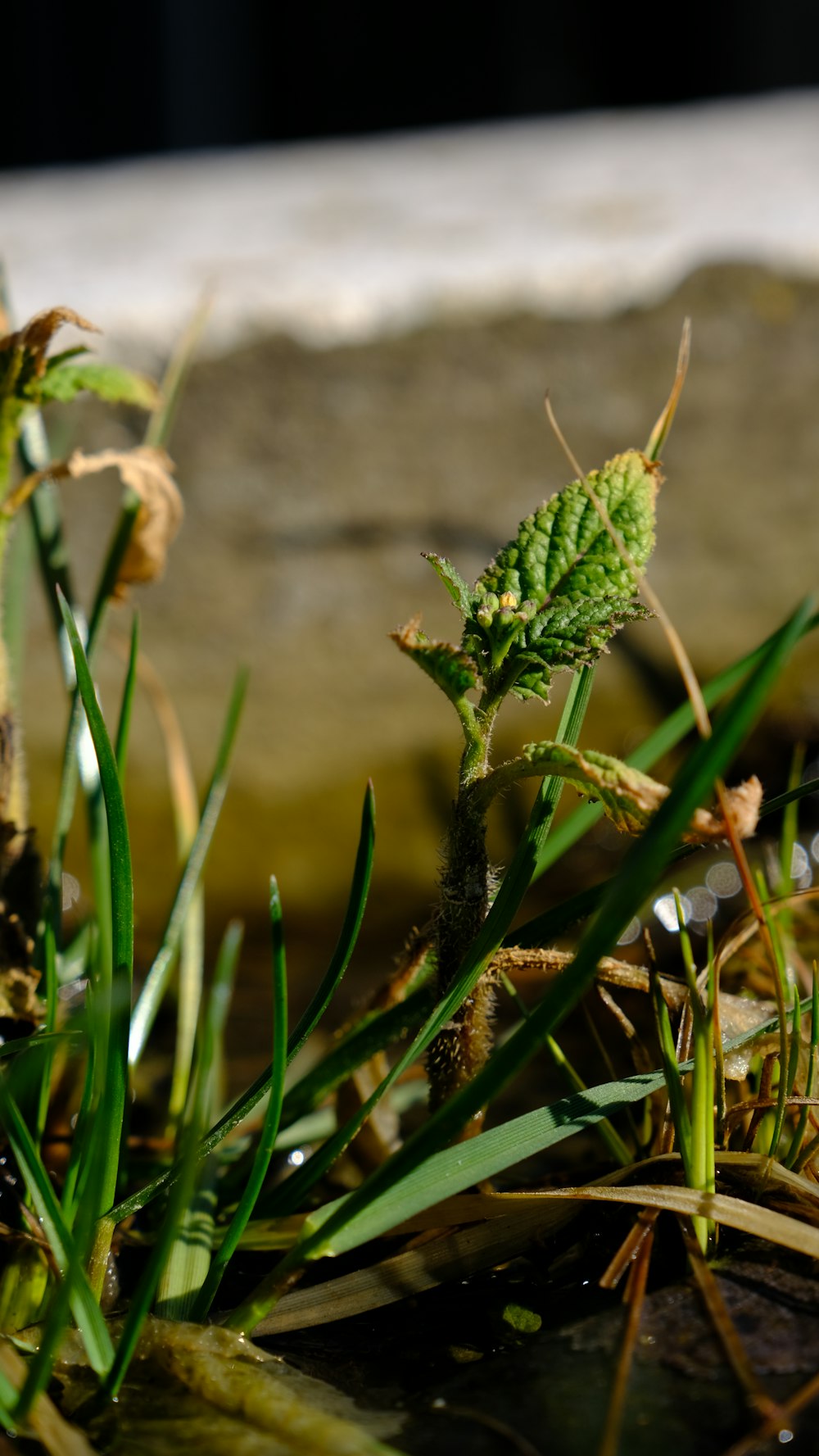 a close up of some grass and water