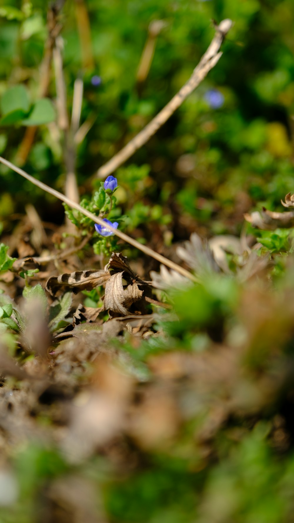 a small blue flower sitting in the middle of a forest