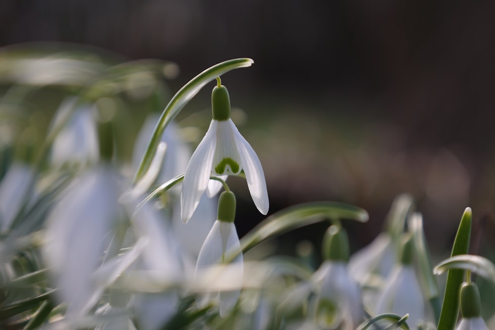 a group of white flowers with green stems