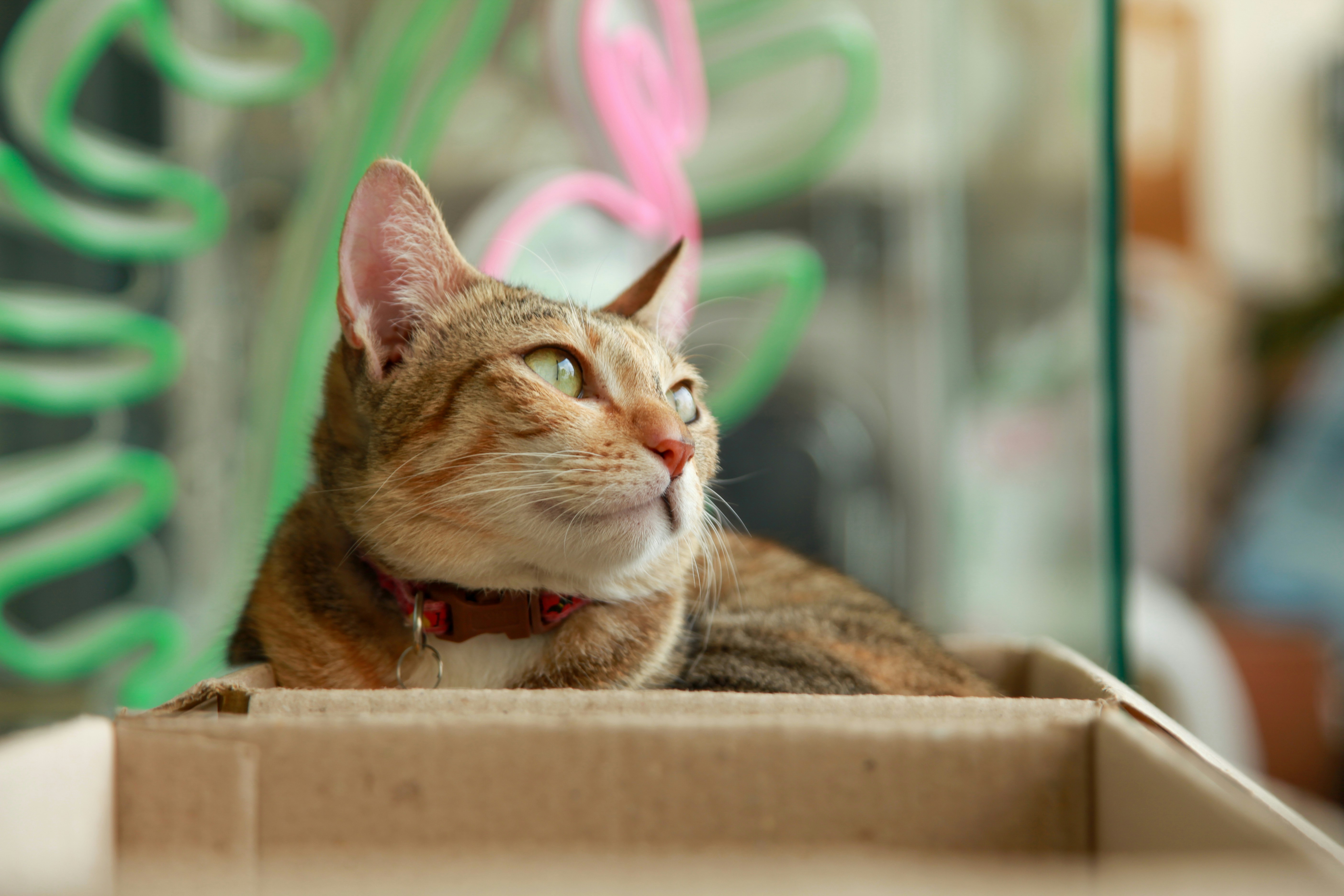 a cat sitting in a box looking up