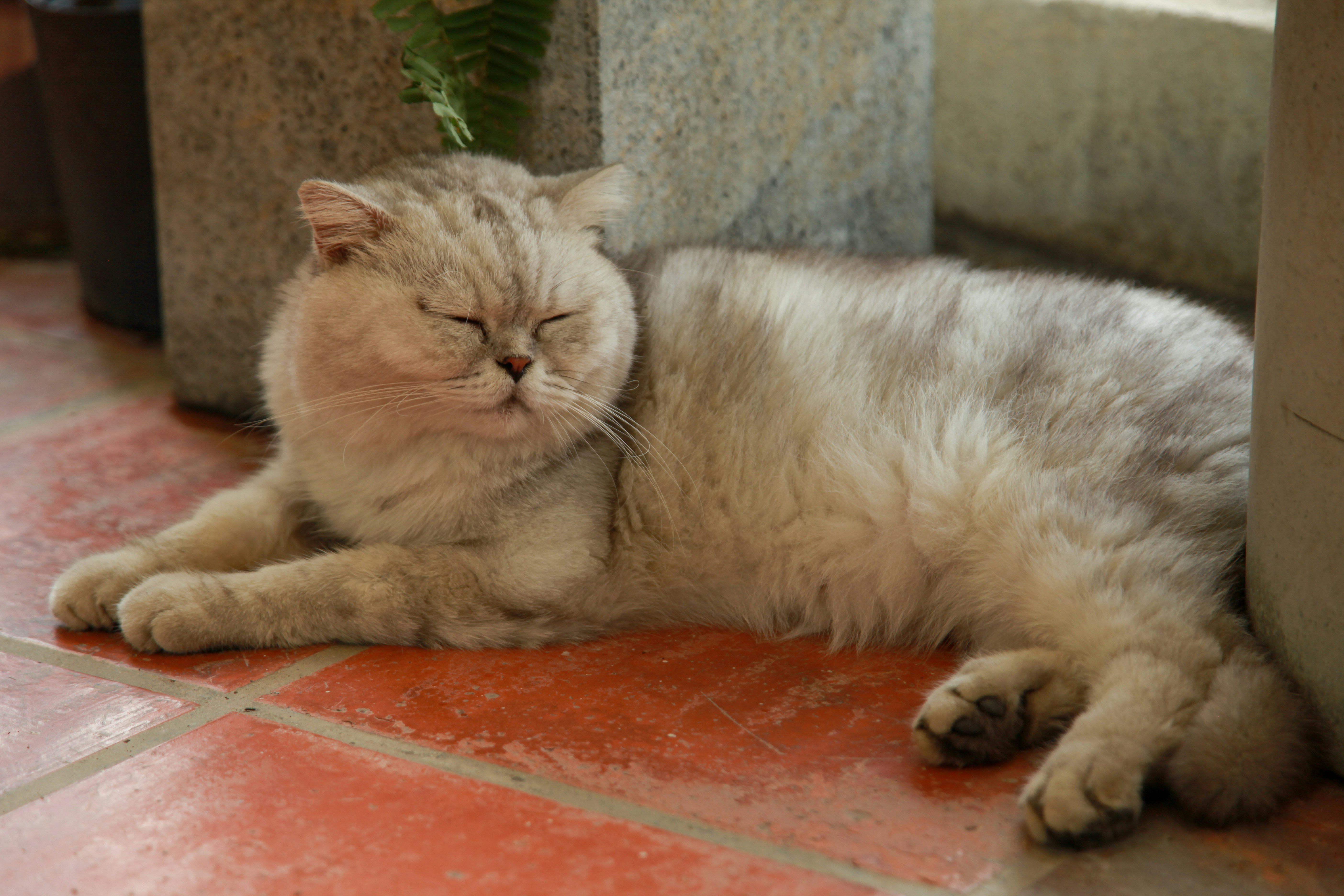 The Old Soul: Aging and Quieting Down (image credits: unsplash)