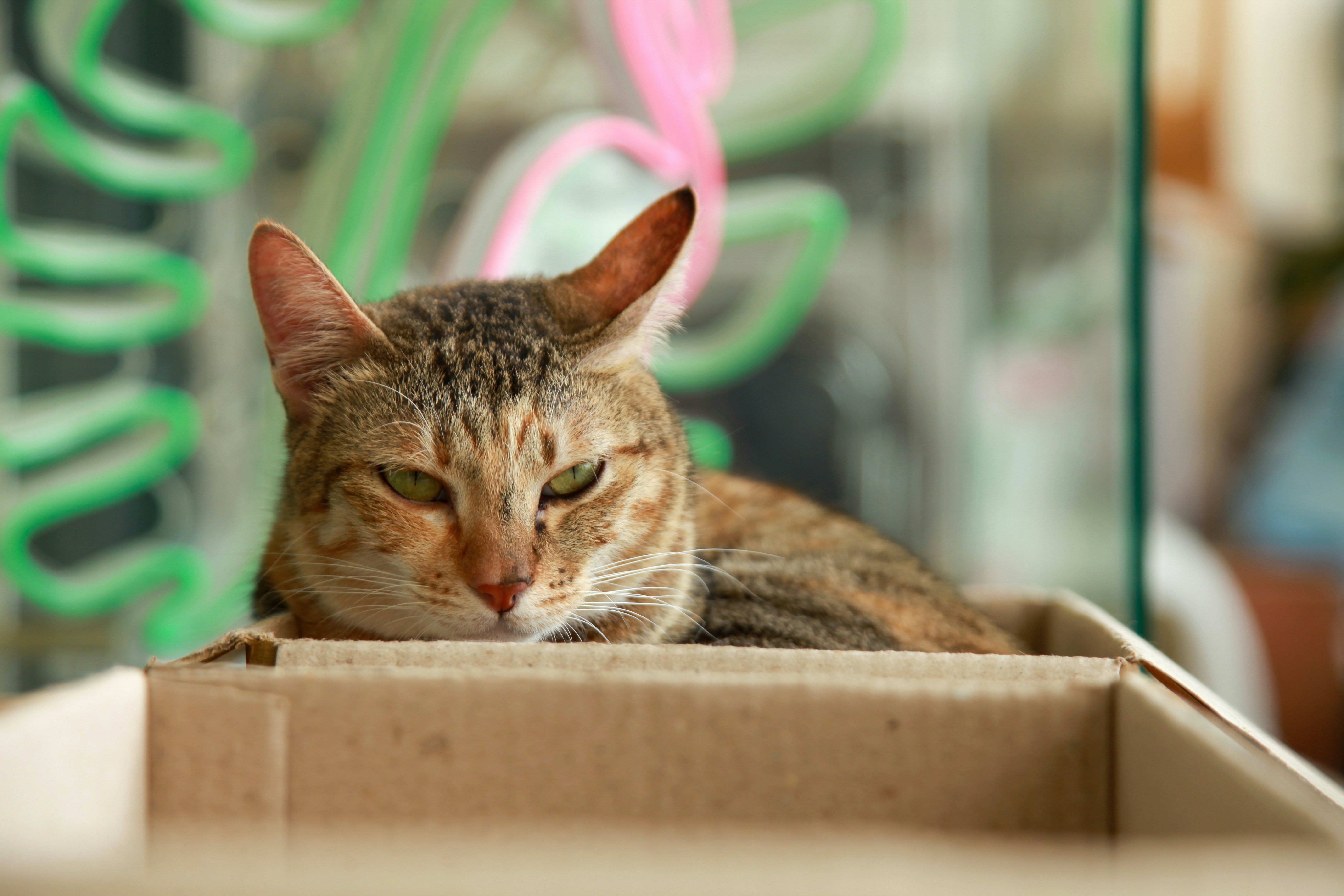 a cat laying on top of a cardboard box