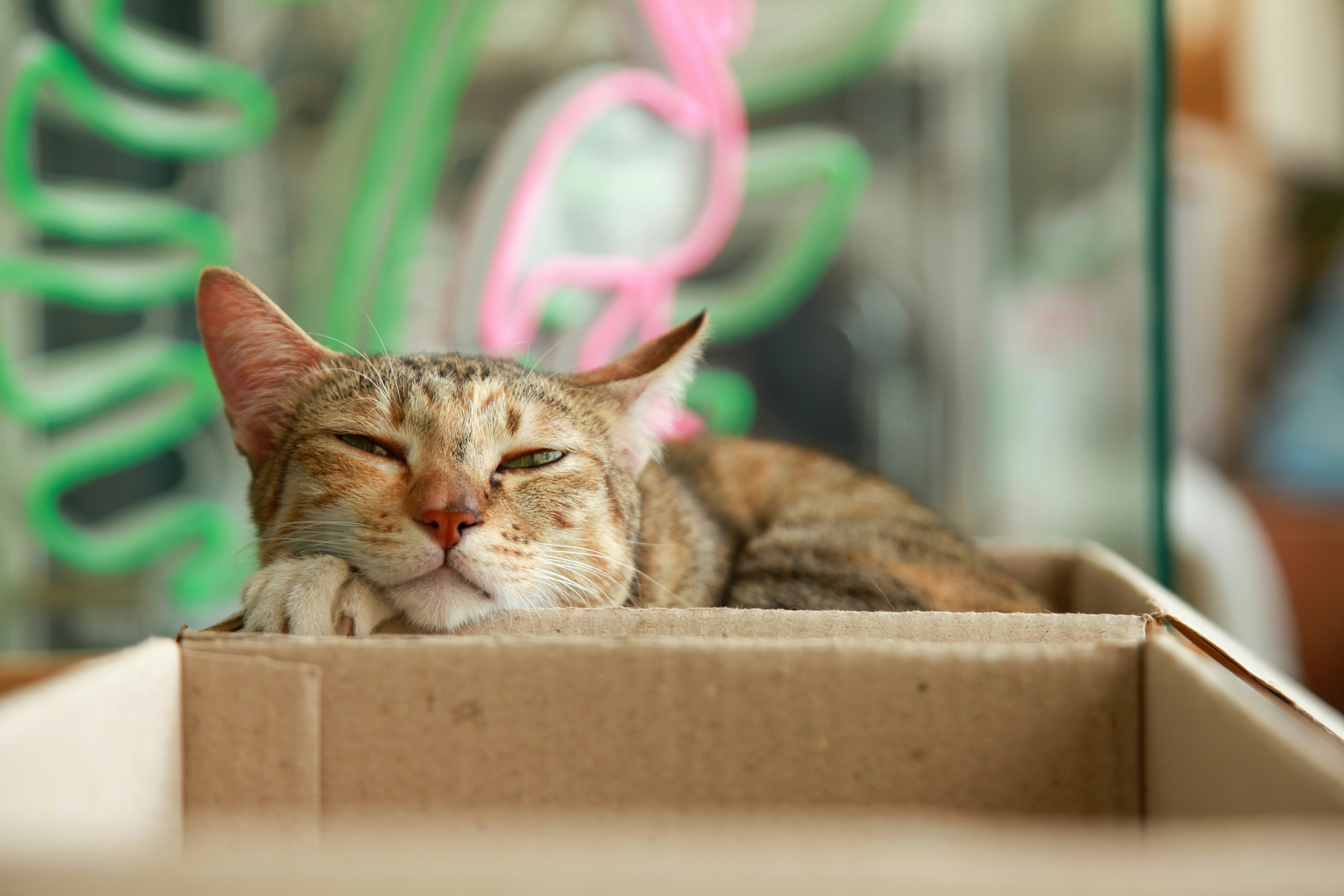 a cat is sleeping in a cardboard box