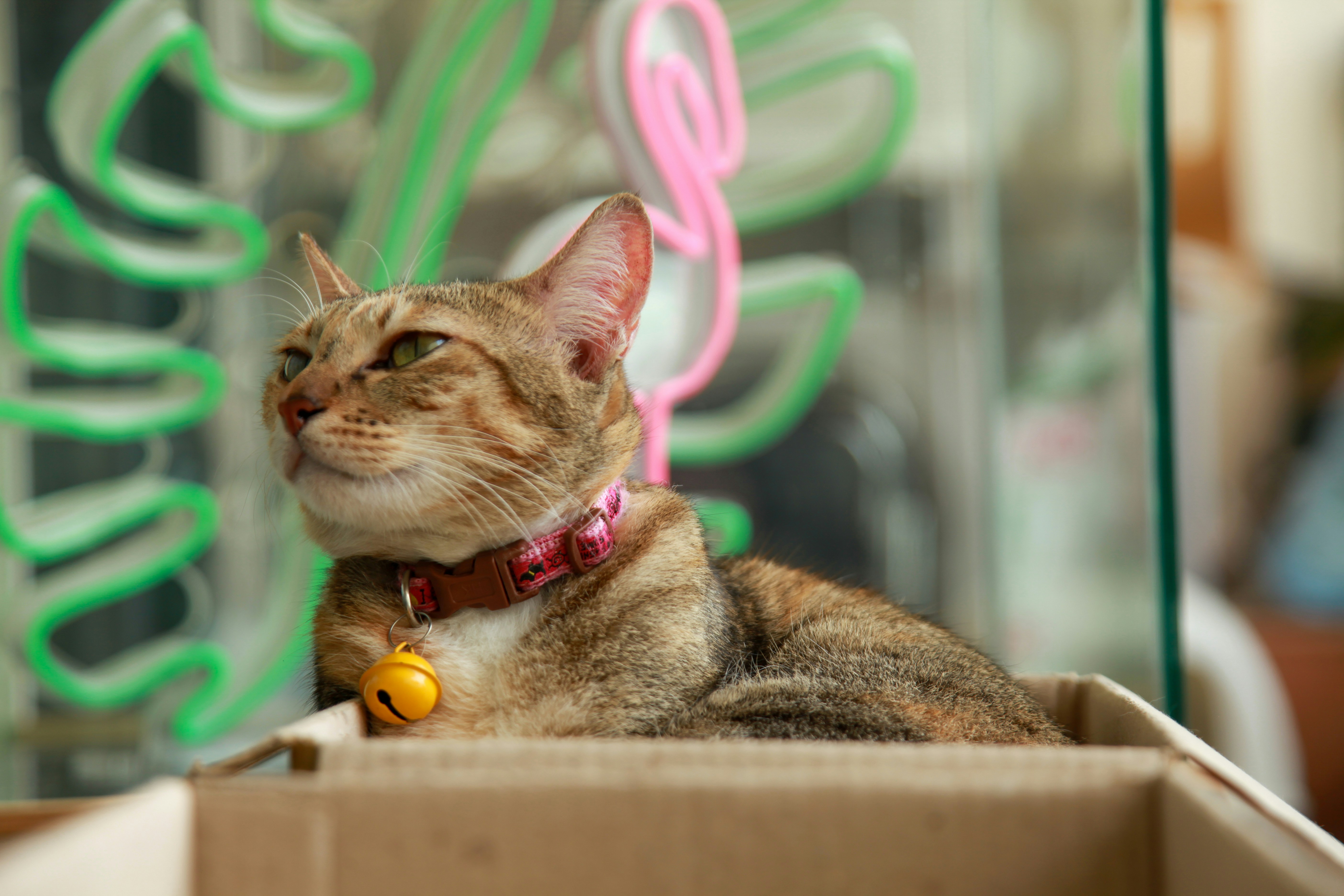 a cat is sitting in a box outside