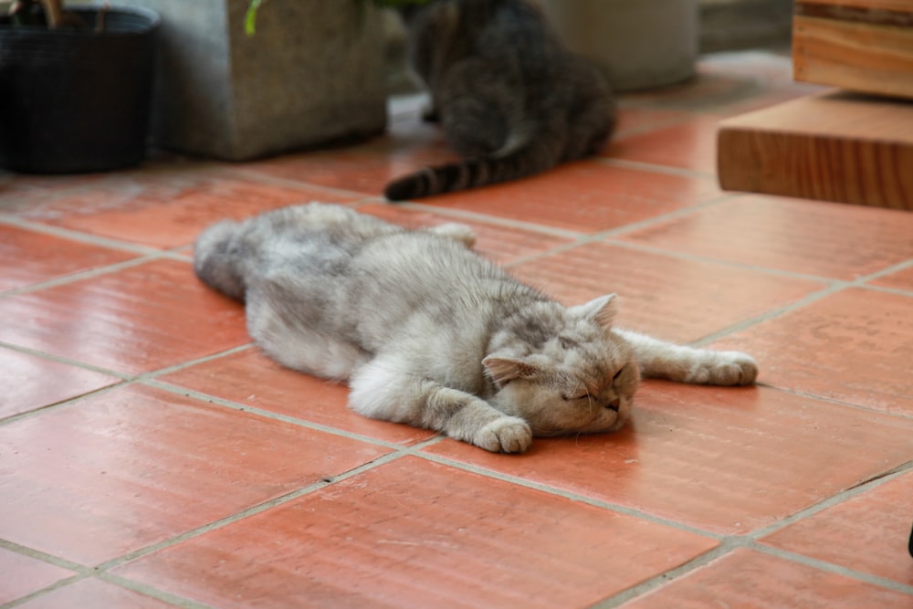 a gray and white cat laying on a red tiled floor