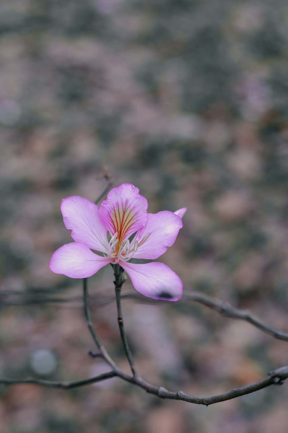 a single pink flower on a thin twig
