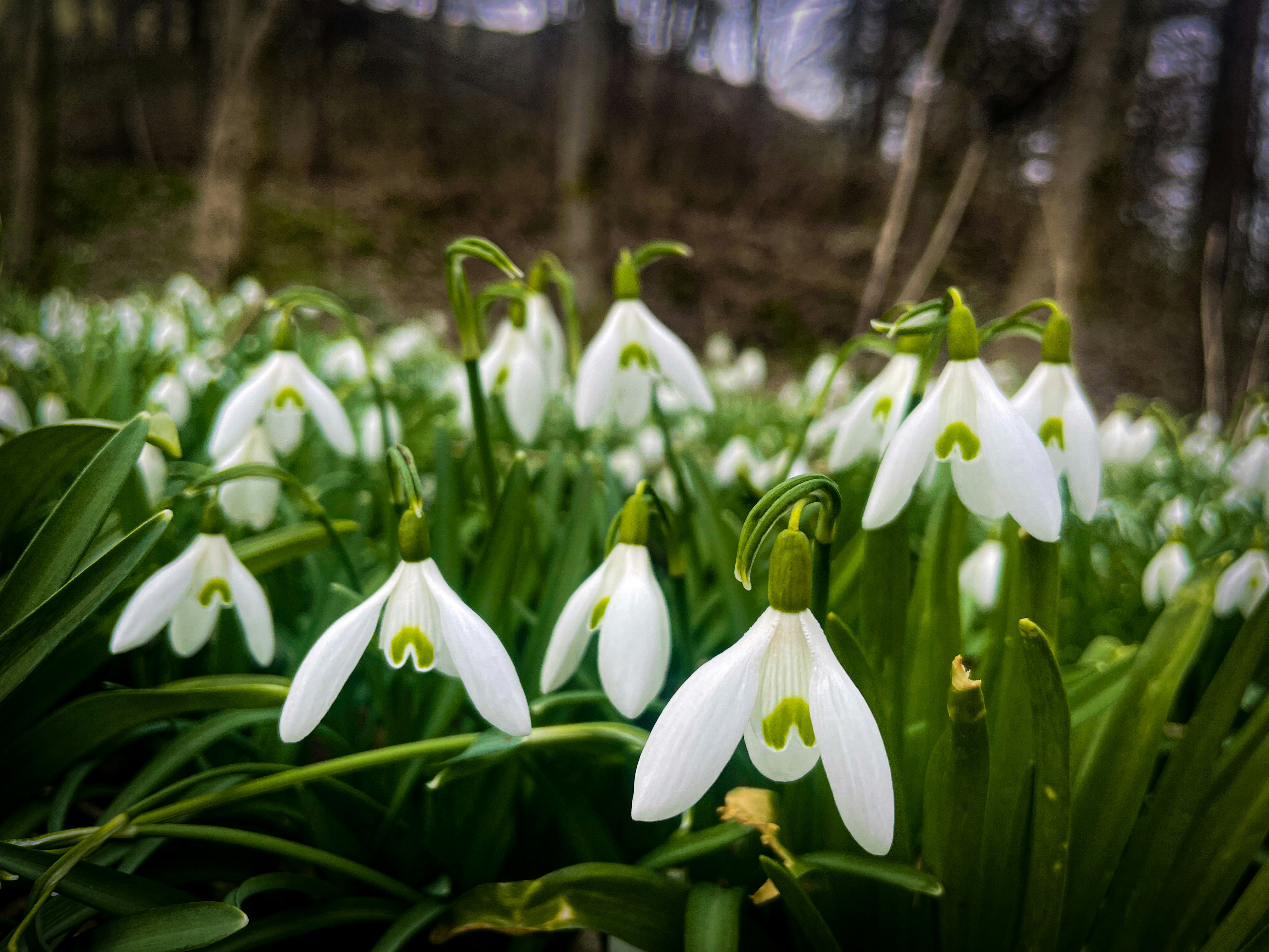 a group of white flowers in a field