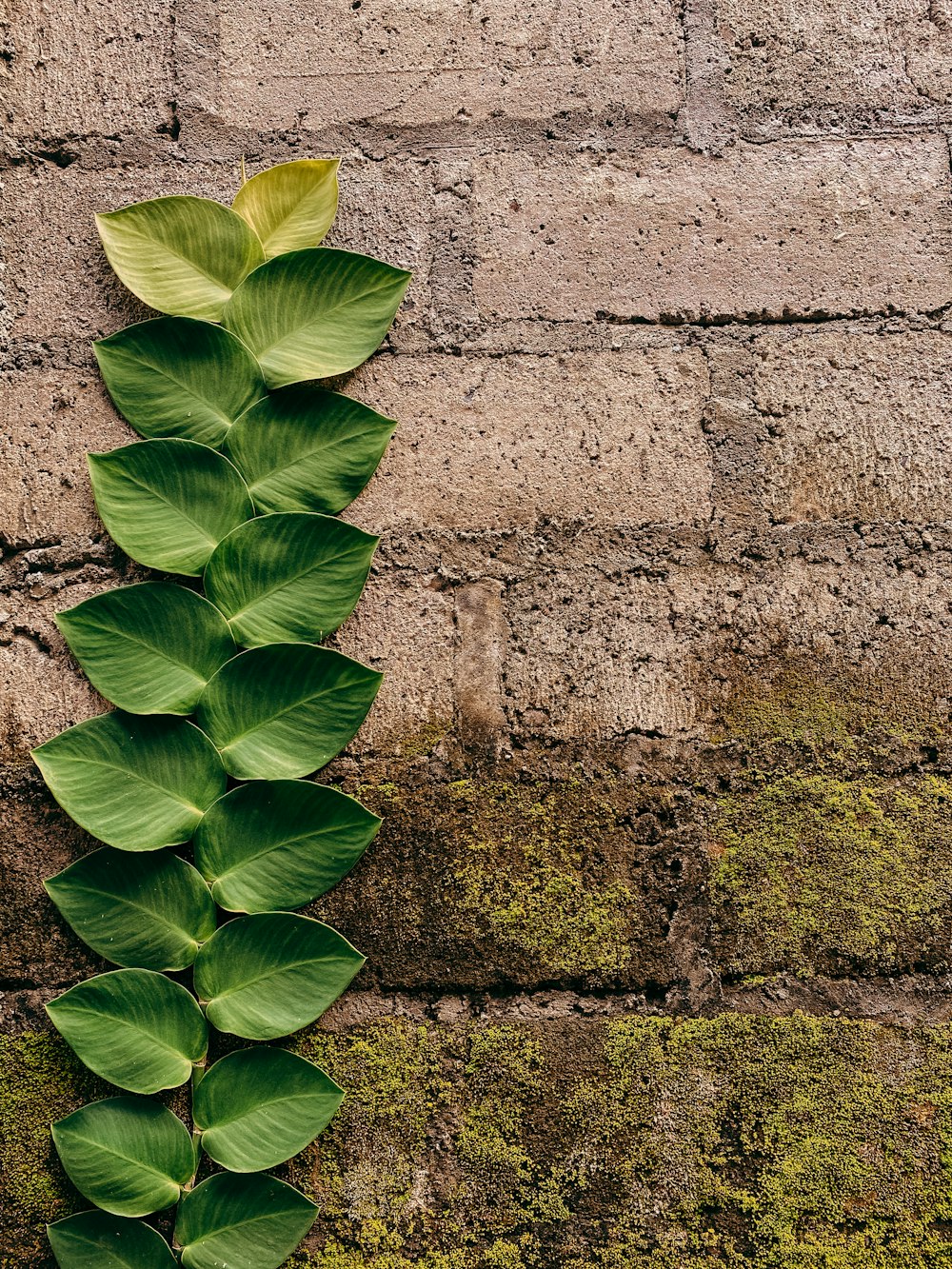 a green plant growing up against a brick wall