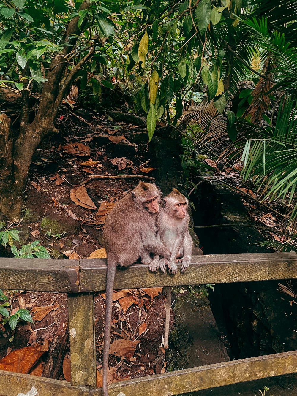 a couple of monkeys sitting on top of a wooden fence
