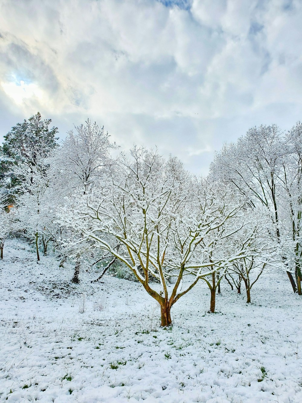 a snow covered field with trees and grass