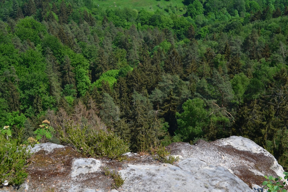 a forest filled with lots of green trees