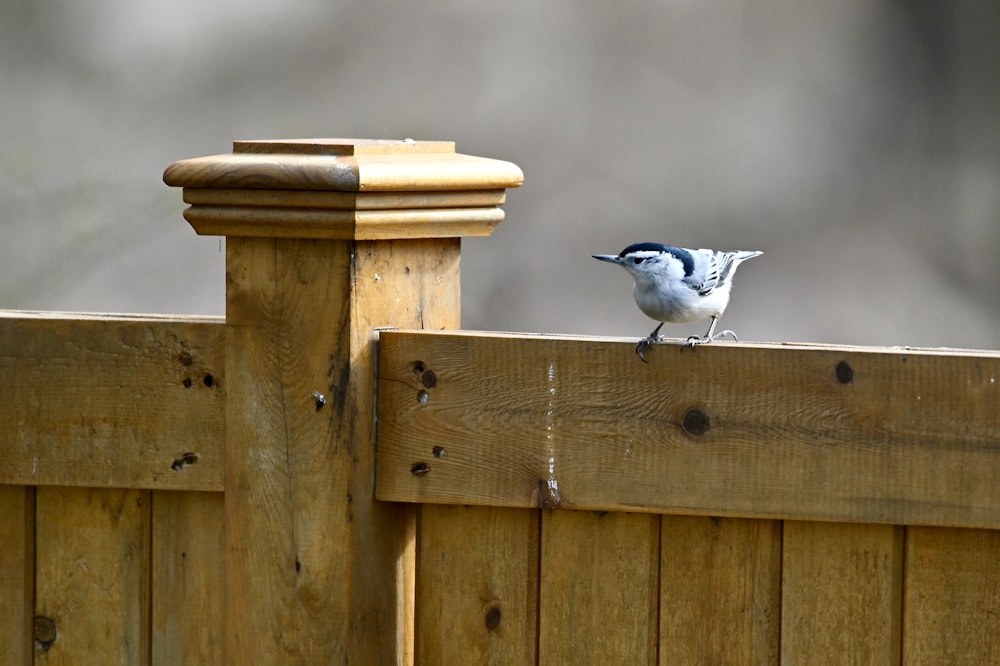 a small bird sitting on top of a wooden fence