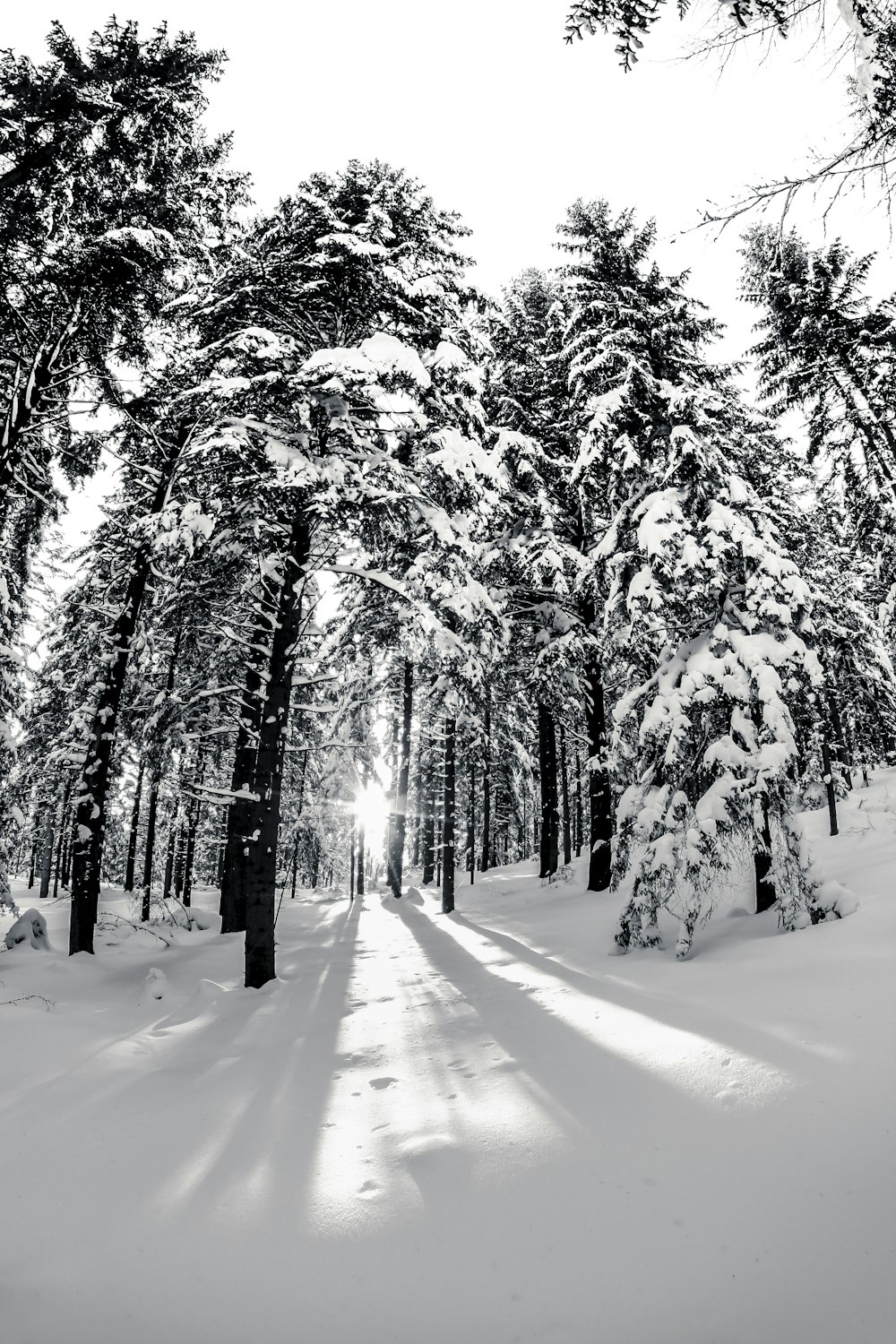 the sun is shining through the trees in the snow