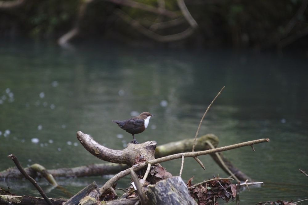 Ein kleiner Vogel, der auf einem Ast im Wasser sitzt