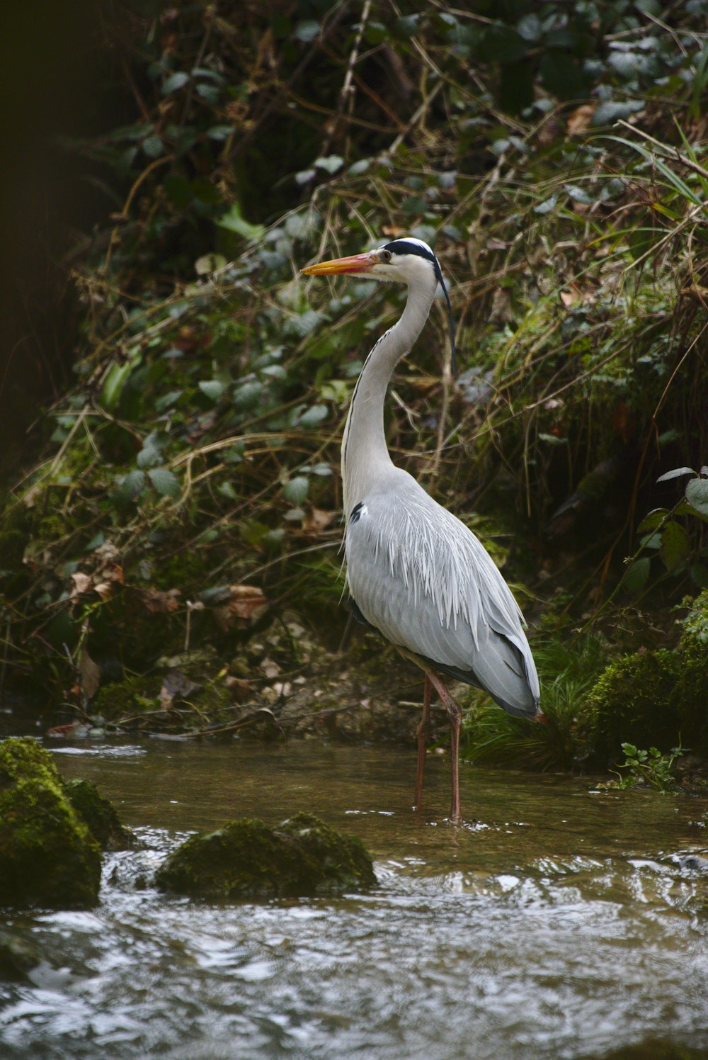 a large white bird standing in a stream