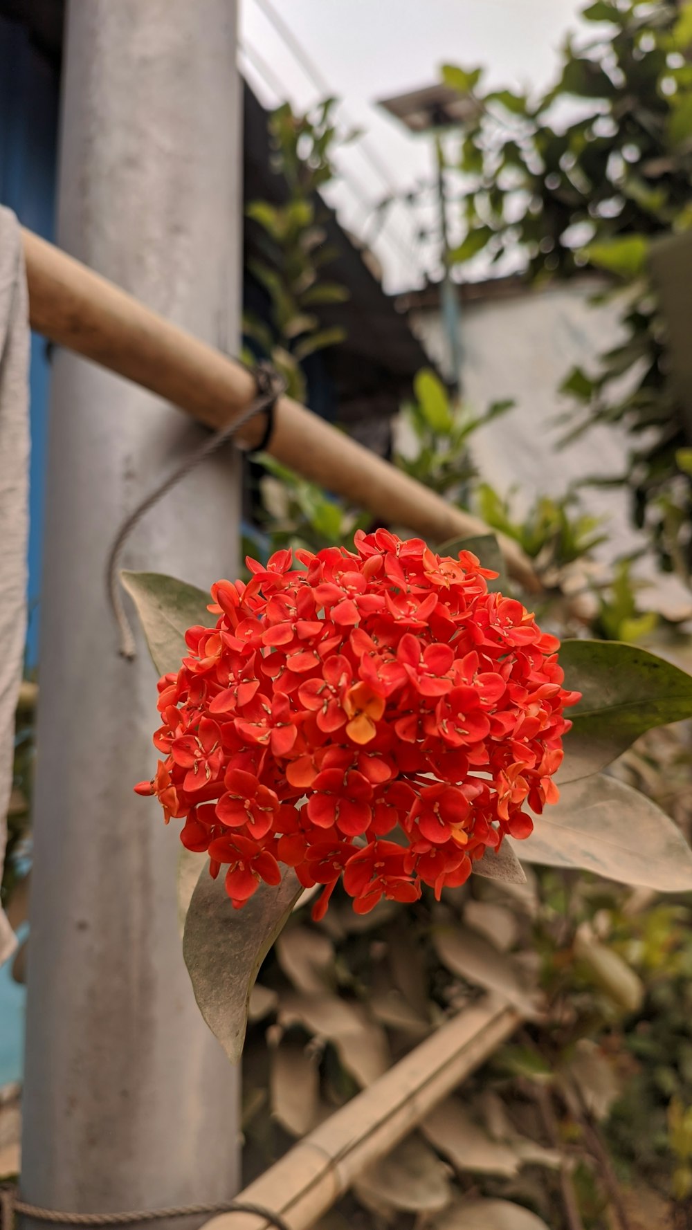 a red flower is hanging from a pole