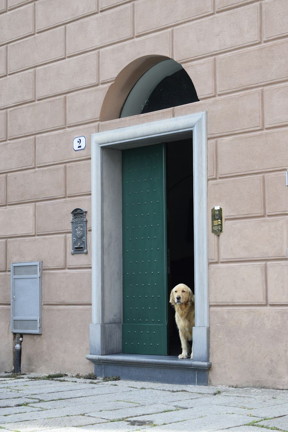 a dog that is looking out of a door