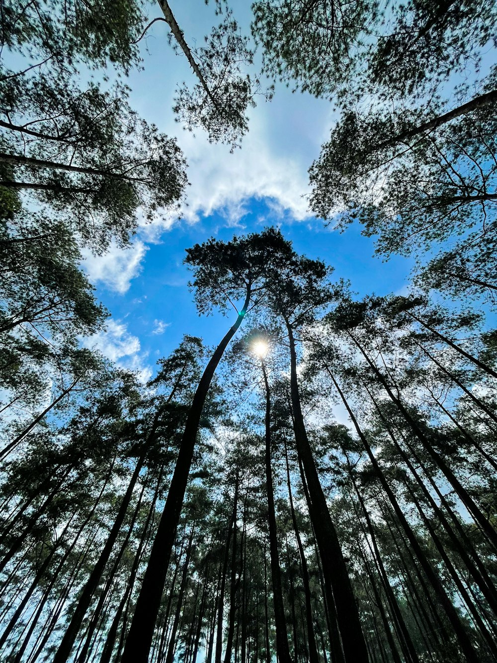 a view of the sky through a group of tall trees