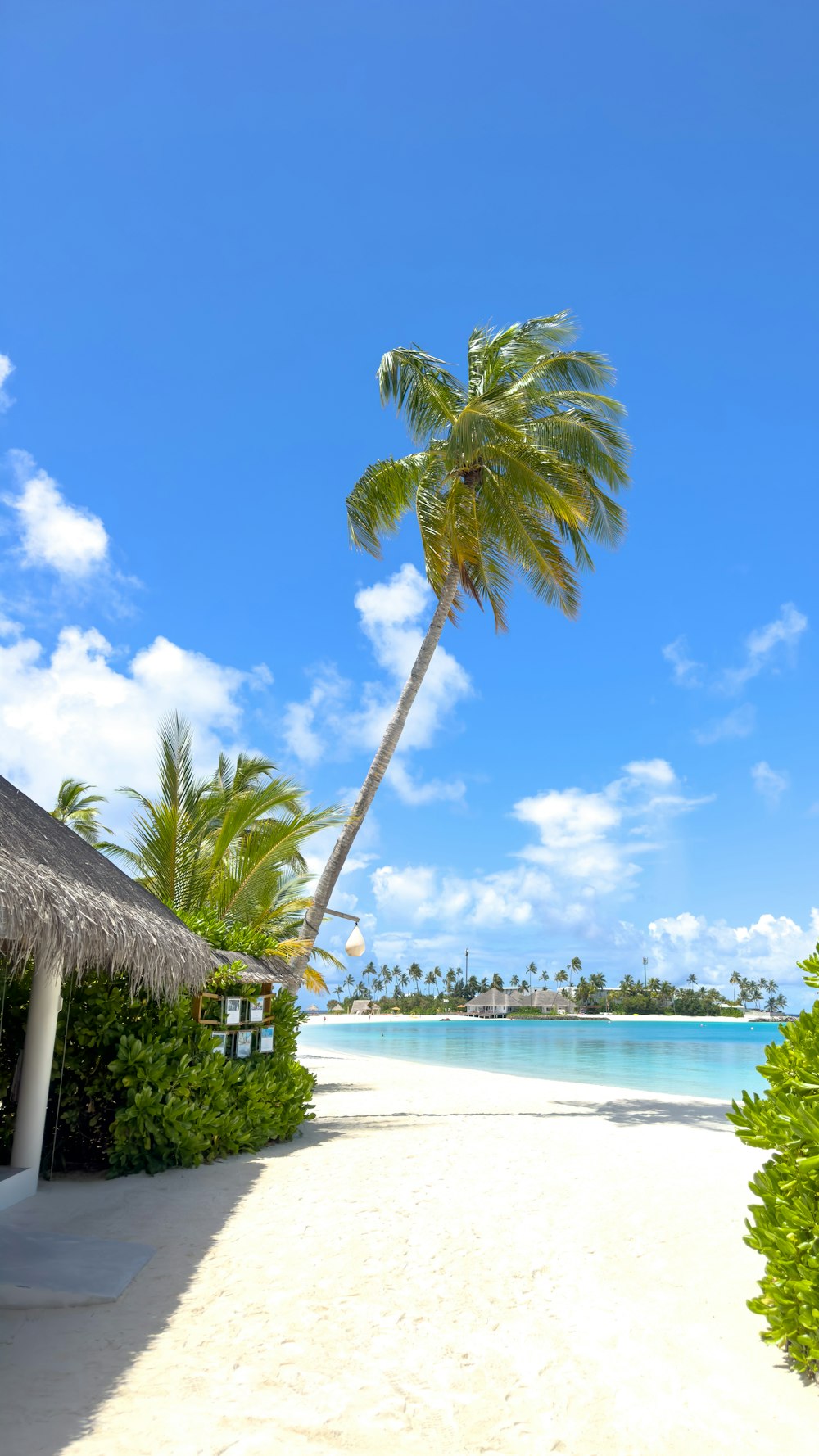 a beach with a palm tree on the side of it