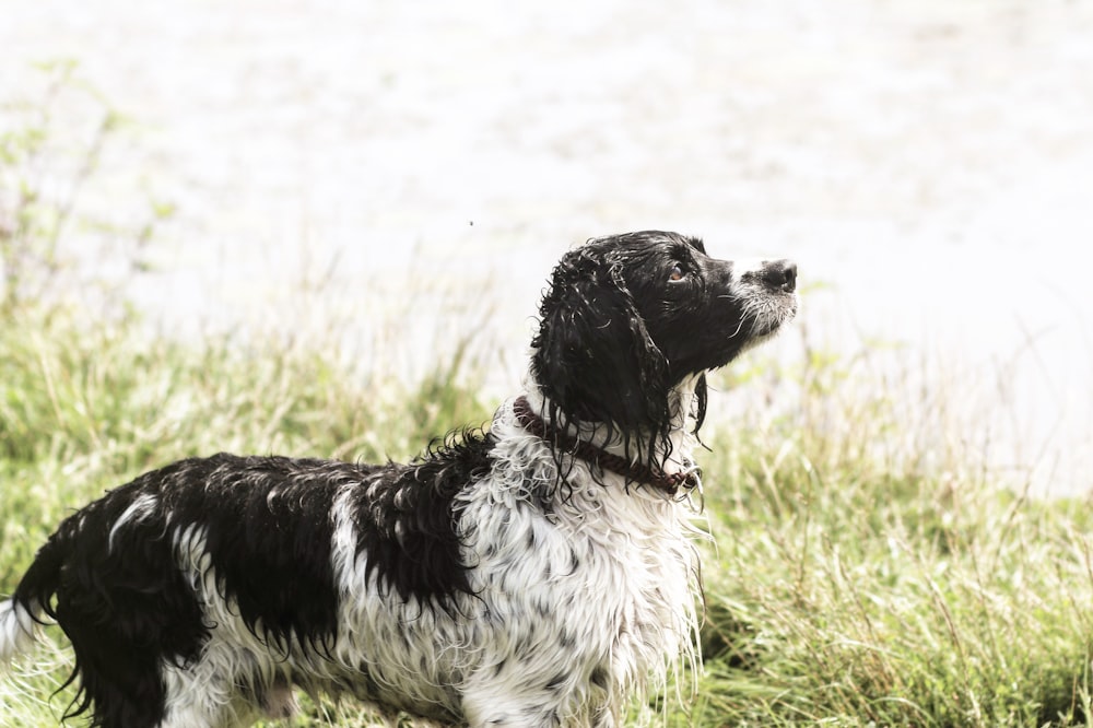 a black and white dog standing in the grass