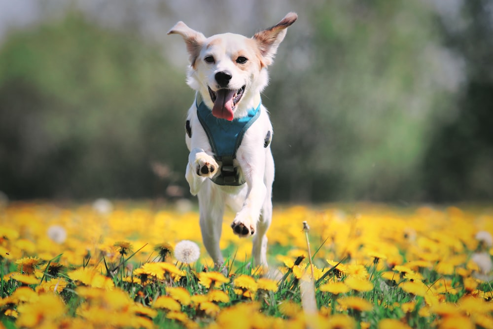 a dog running through a field of yellow flowers