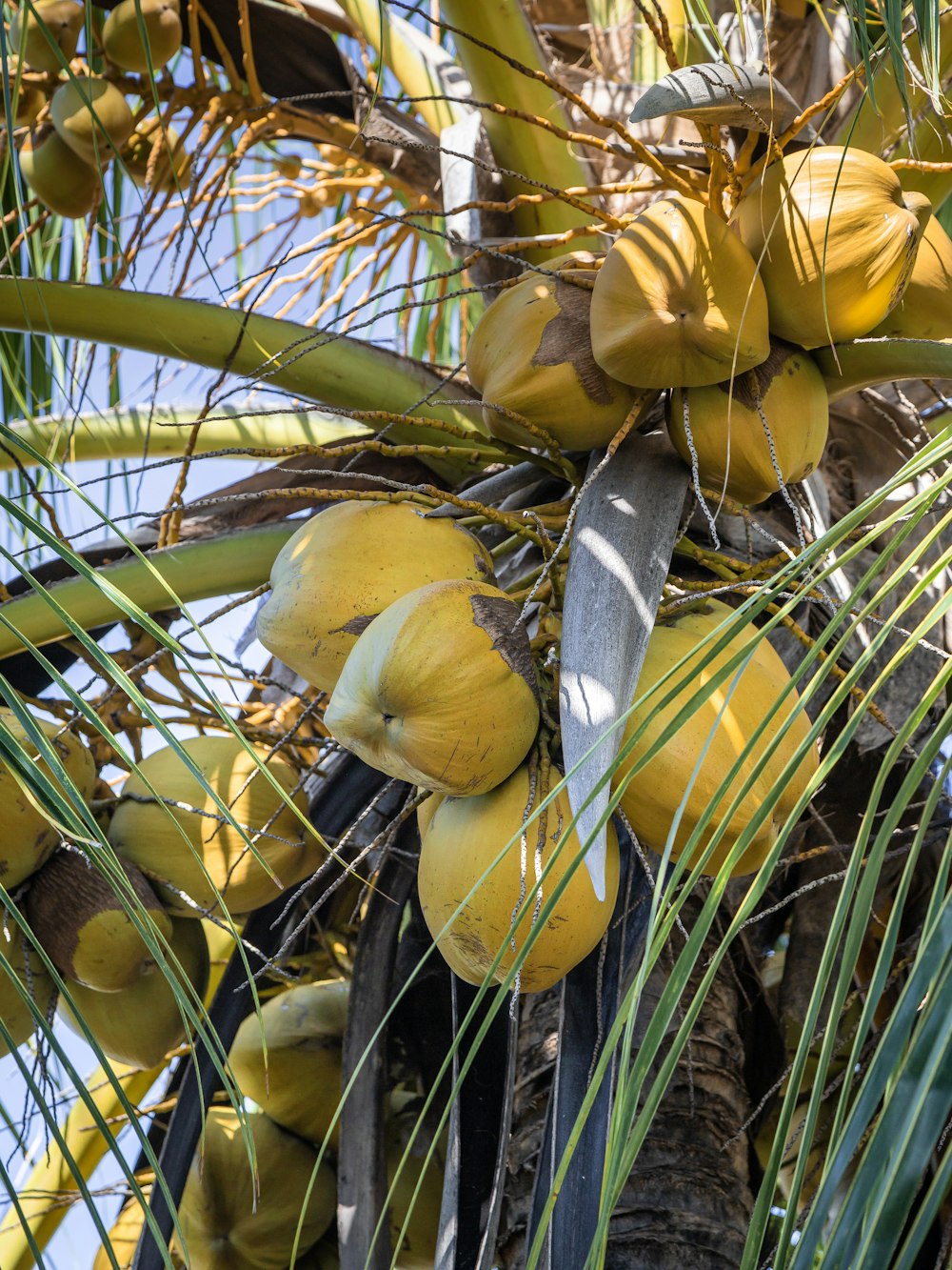 a bunch of fruit hanging from a palm tree