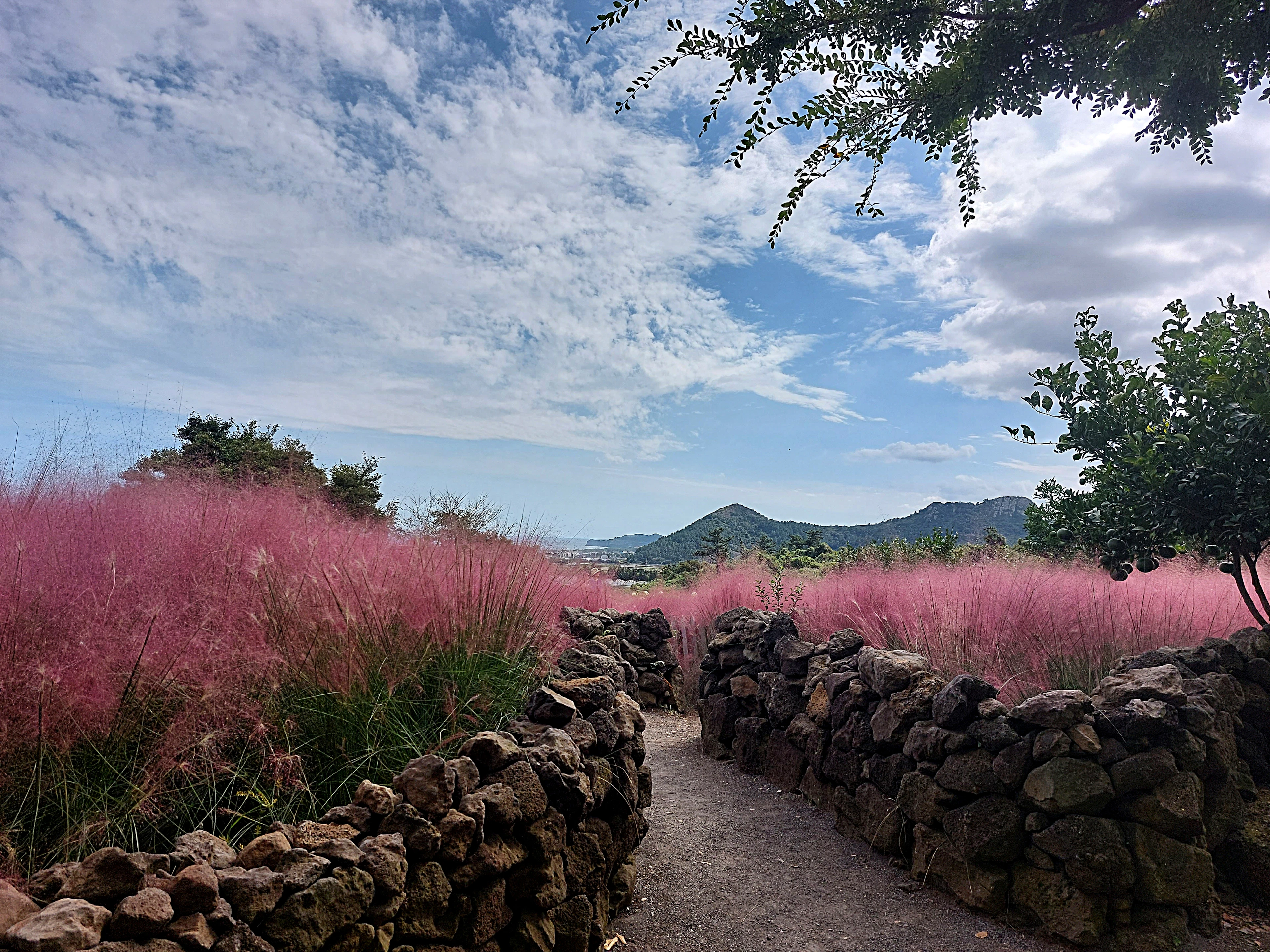 Pink muhly grass lines a stone-walled path with a green mountain in the background.